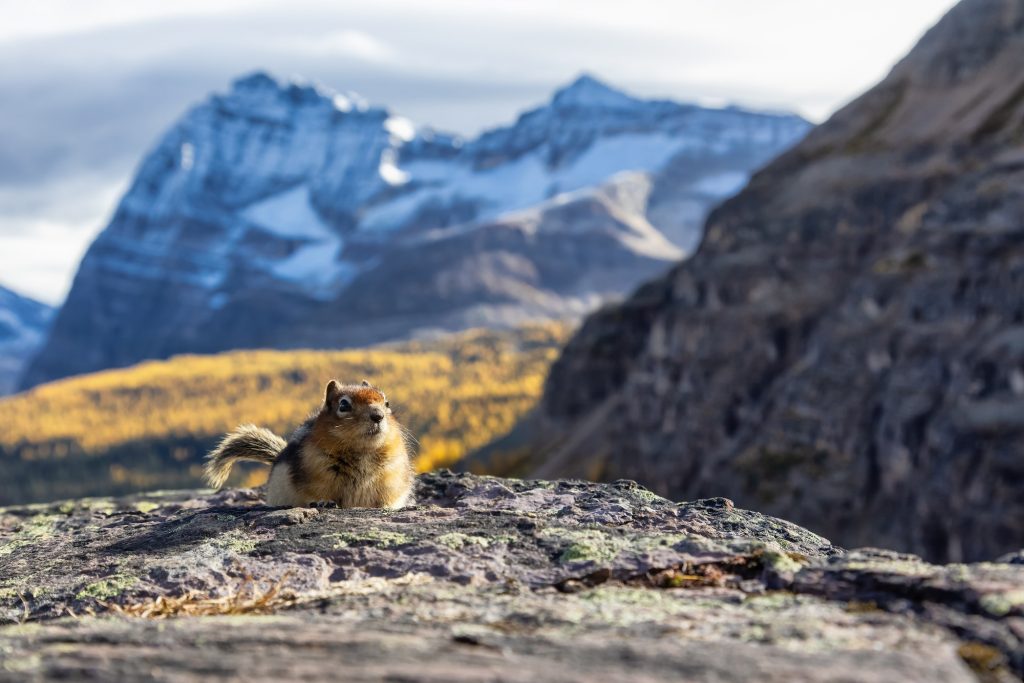 Small Chipmunk up on a rocky Canadian Mountain