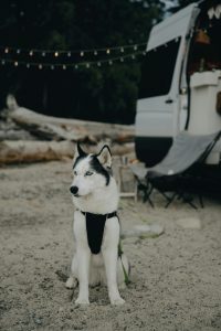 pet friendly, dog, camping